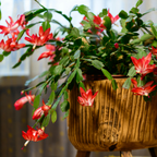 Purple Christmas Cactus Plant Live | 3 to 4 Inch Tall Indoor Decorative Plant for Home & Office | Live Christmas Cactus Plants Houseplants | Christmas Hanging Baskets for Outdoors