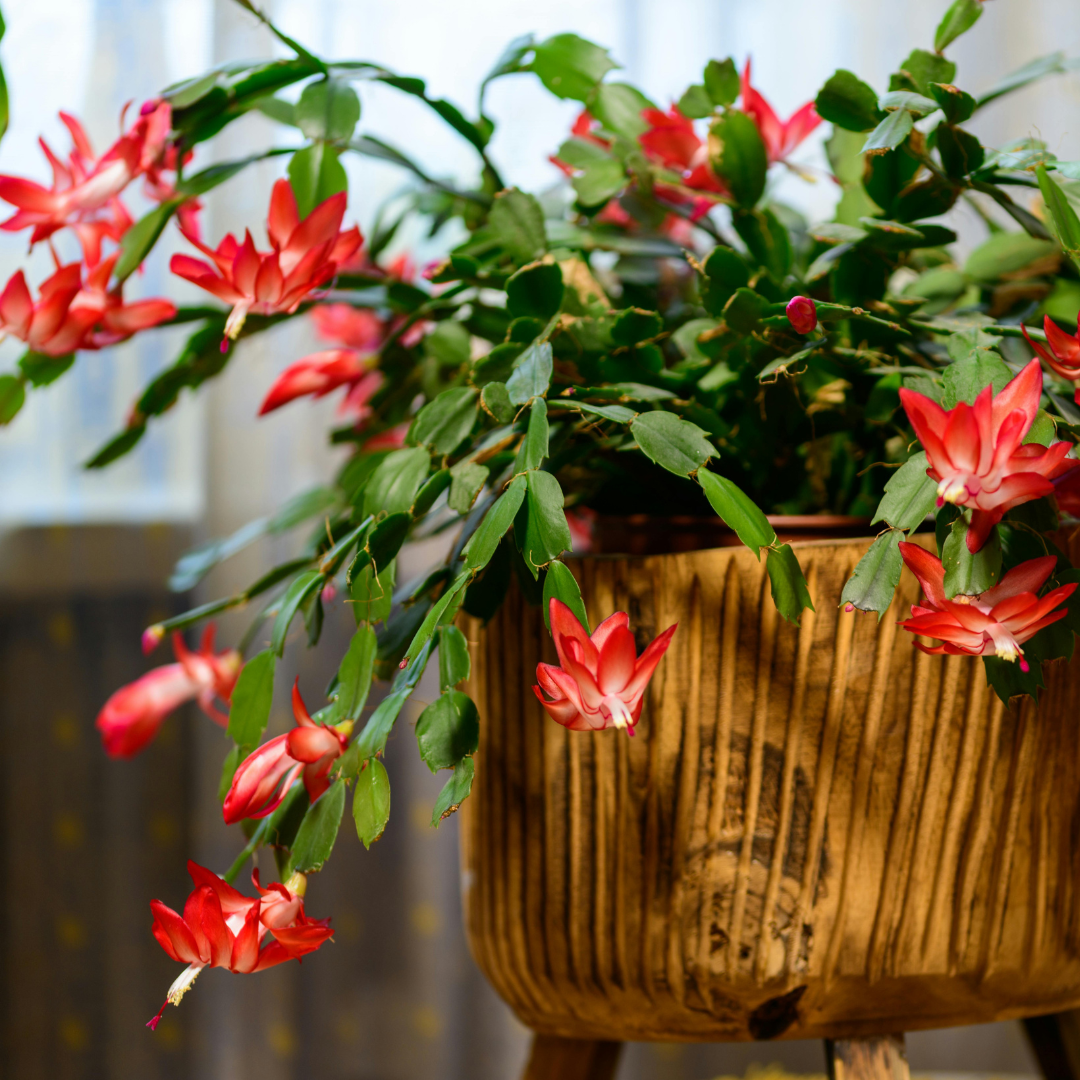 Purple Christmas Cactus Plant Live | 3 to 4 Inch Tall Indoor Decorative Plant for Home & Office | Live Christmas Cactus Plants Houseplants | Christmas Hanging Baskets for Outdoors