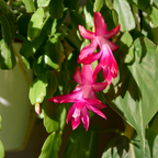 Purple Christmas Cactus Plant Live | 3 to 4 Inch Tall Indoor Decorative Plant for Home & Office | Live Christmas Cactus Plants Houseplants | Christmas Hanging Baskets for Outdoors