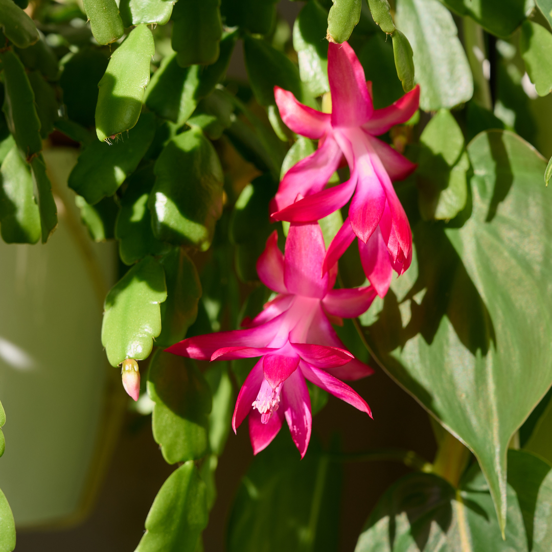 Purple Christmas Cactus Plant Live | 3 to 4 Inch Tall Indoor Decorative Plant for Home & Office | Live Christmas Cactus Plants Houseplants | Christmas Hanging Baskets for Outdoors