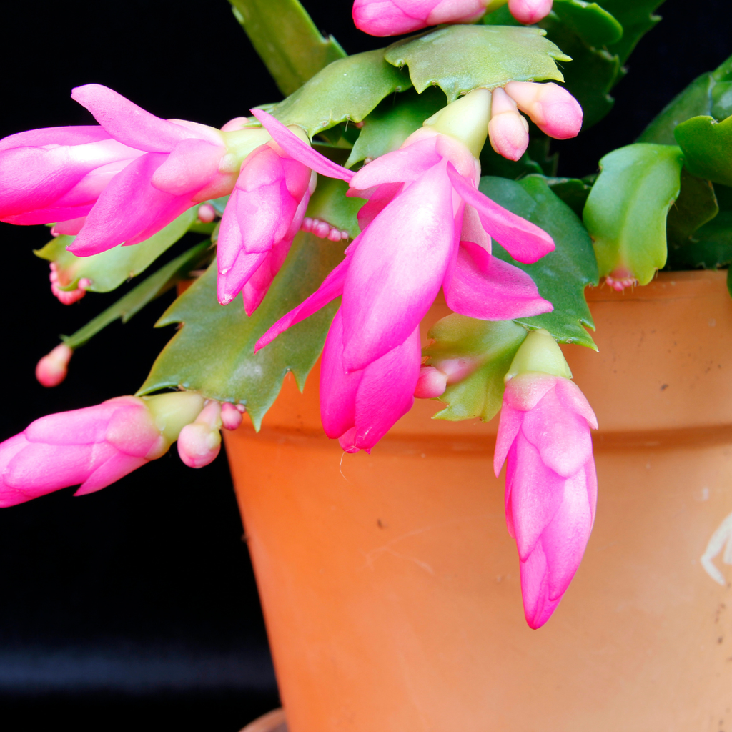 Purple Christmas Cactus Plant Live | 3 to 4 Inch Tall Indoor Decorative Plant for Home & Office | Live Christmas Cactus Plants Houseplants | Christmas Hanging Baskets for Outdoors