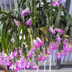 Purple Christmas Cactus Plant Live | 3 to 4 Inch Tall Indoor Decorative Plant for Home & Office | Live Christmas Cactus Plants Houseplants | Christmas Hanging Baskets for Outdoors