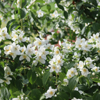 Jasmine Plant Live - Grand Duke Jasmine | 4–5 Inch Tall | Jasmine Plant Indoor Live with White Blooms | Easy-Care Jasmin Plant for Home Decoration | Ideal for Living Spaces & Plant Collections
