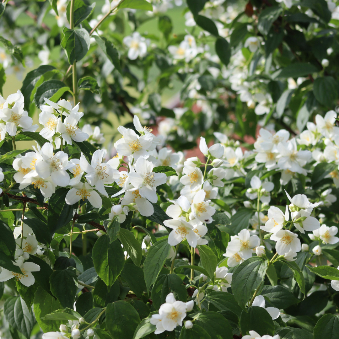 Jasmine Plant Live - Grand Duke Jasmine | 4–5 Inch Tall | Jasmine Plant Indoor Live with White Blooms | Easy-Care Jasmin Plant for Home Decoration | Ideal for Living Spaces & Plant Collections