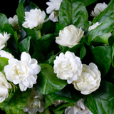 Grand Duke Jasmine Plant | Tuscany Jasmine Plant | Size 4 to 5 Inch Tall | Fragrant Flowering Jasmine | Year Round Blooming | Well Rooted