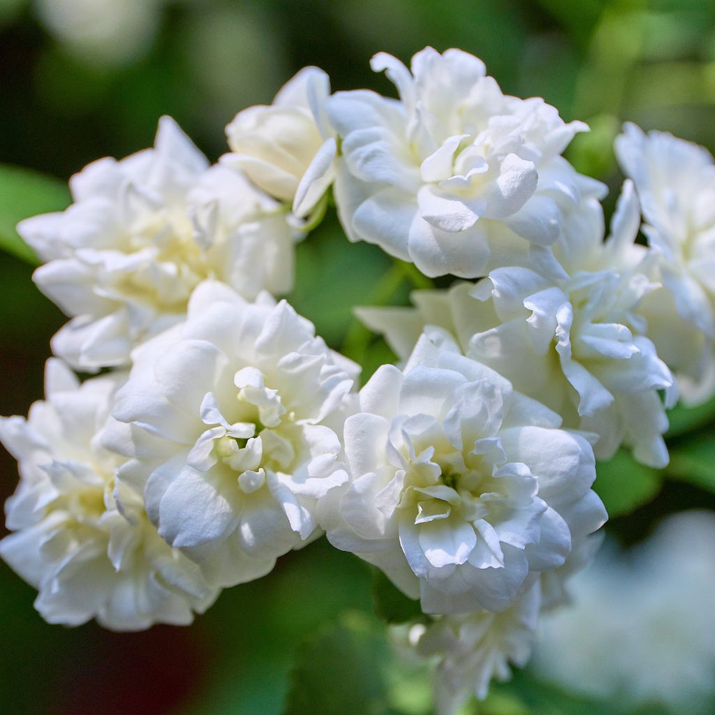 Grand Duke Jasmine Plant | Tuscany Jasmine Plant | Size 4 to 5 Inch Tall | Fragrant Flowering Jasmine | Year Round Blooming | Well Rooted
