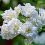 Grand Duke Jasmine Plant | Tuscany Jasmine Plant | Size 4 to 5 Inch Tall | Fragrant Flowering Jasmine | Year Round Blooming | Well Rooted