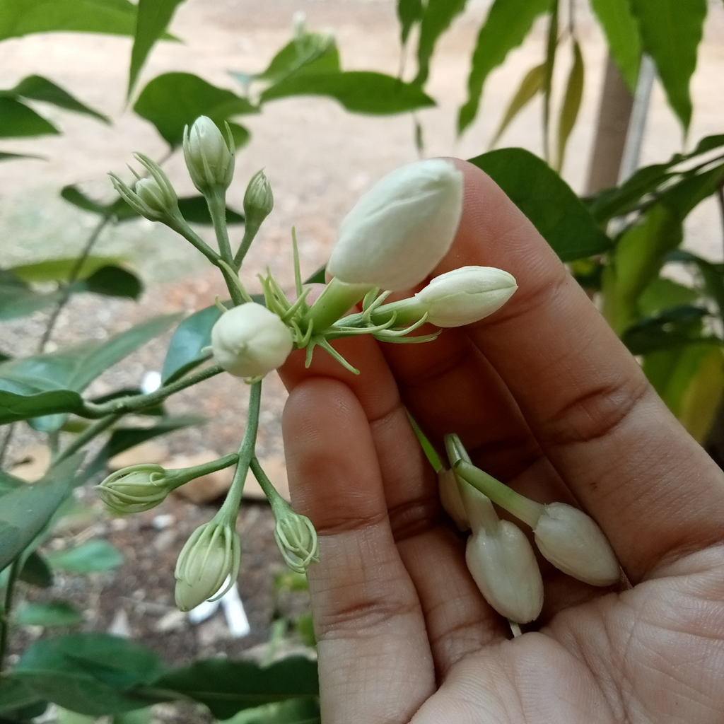 2 Jasmine Plant Live - Grand Duke Jasmine | 4–5 Inch Tall | Jasmine Plant Indoor Live with White Blooms | Easy-Care Jasmin Plant for Home Decoration | Ideal for Living Spaces & Plant Collections