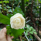 Grand Duke Jasmine Live Plant 4–5 Inch Tall | Fragrant Flowering Houseplant | Friendship & New Home Gift for Women | Easy to Grow