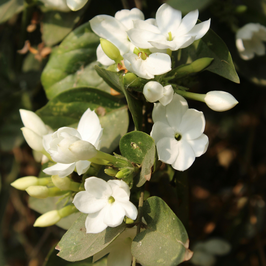 Grand Duke Jasmine Live Plant 4–5 Inch Tall | Fragrant Flowering Houseplant | Friendship & New Home Gift for Women | Easy to Grow