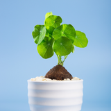 Stephania Cephalantha Plant in 3 – 3.5" Inch Pot | Caudex-Form Stephania Erecta Bulb Tree| Easy-to-Grow Indoor Vine Houseplant | Ideal for Home & Office Displays