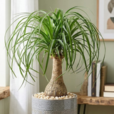 Pony Tail Palm Live Plant in 4” Inch Pot | Elephant’s Foot Live Trees | Easy to Maintain Indoor Housplant | Suitable for Home & Office Décor | Great Birthday Gift