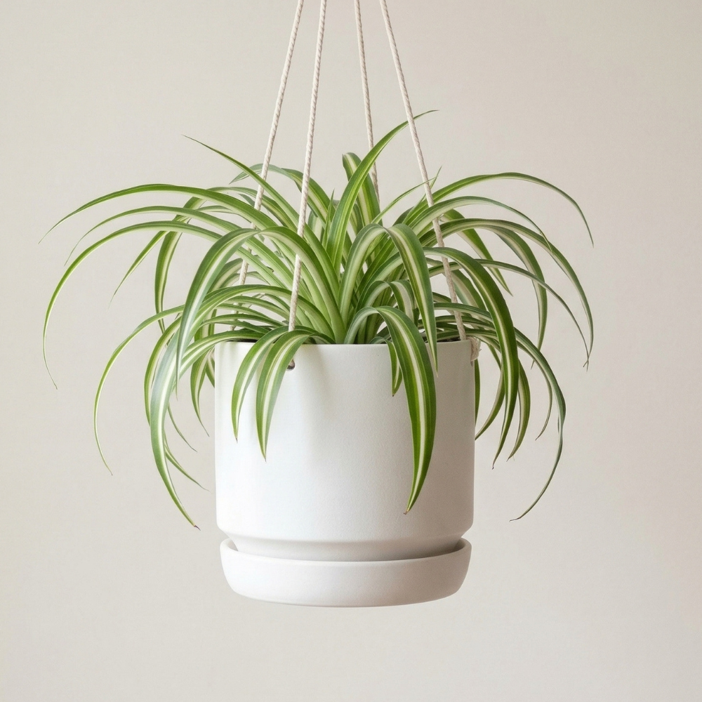 Hanging Curly Spider Plant Live in 4 Inch Pot | Bonnie Spider Plant | Air-Purifying | Low Maintenance | Perfect for Home and Office Decor | Easy Care Starter Plants
