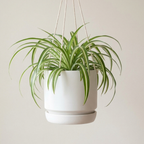 Hanging Curly Spider Plant Live in 4 Inch Pot | Bonnie Spider Plant | Air-Purifying | Low Maintenance | Perfect for Home and Office Decor | Easy Care Starter Plants