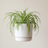 Hanging Curly Spider Plant Live in 4 Inch Pot | Bonnie Spider Plant | Air-Purifying | Low Maintenance | Perfect for Home and Office Decor | Easy Care Starter Plants