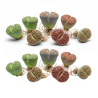 Lithops Large Random Mix Living Stones Succulent Plants Live | 30 Pcs Live Lithops Seedlings | Bare Root Without Pot or Soil, Suitable for Indoor or Outdoor Gardens & Office Use, Friend Plant Lovers
