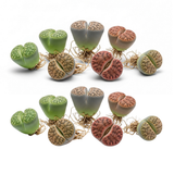 Lithops Large Random Mix Living Stones Succulent Plants Live | 30 Pcs Live Lithops Seedlings | Bare Root Without Pot or Soil, Suitable for Indoor or Outdoor Gardens & Office Use, Friend Plant Lovers