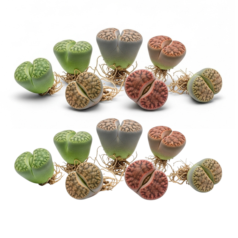 Lithops Large Random Mix Living Stones Succulent Plants Live | 30 Pcs Live Lithops Seedlings | Bare Root Without Pot or Soil, Suitable for Indoor or Outdoor Gardens & Office Use, Friend Plant Lovers