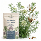 50 Whorled Milkweed Seeds, Heirloom Non-GMO Native Perennial, Low Maintenance White Blooms for Pollinator Gardens