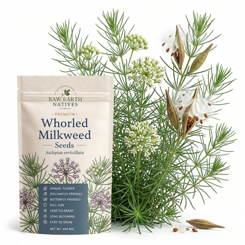 100 Common Milkweed Seeds for Planting Outdoors, Grow Robust, Easy to Care Delicate Pink Flowers for Monarchs & Yard Borders