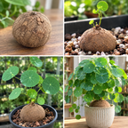Stephania Cephalantha Live Plant, 2 – 2.5" Rare Caudex Bulb, Low-Maintenance Indoor Greenery, Great Botanical Gift