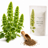 100 Pcs Bells of Ireland Seeds for Planting, Non-GMO Moluccella Laevis, Annual, Vibrant Emerald Green Flower Shells for Unique Cut Flower Garden