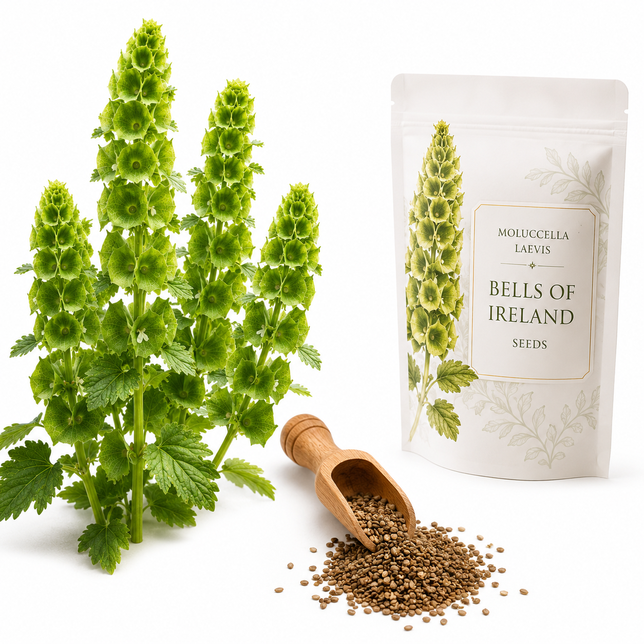 100 Pcs Bells of Ireland Seeds for Planting, Non-GMO Moluccella Laevis, Annual, Vibrant Emerald Green Flower Shells for Unique Cut Flower Garden