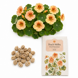25 Peach Melba Dwarf Nasturtium Seeds, Non-GMO, Heirloom Edible Flower Seeds, Compact Yellow Cream Flowers with Raspberry Centers, for Outdoor Planting