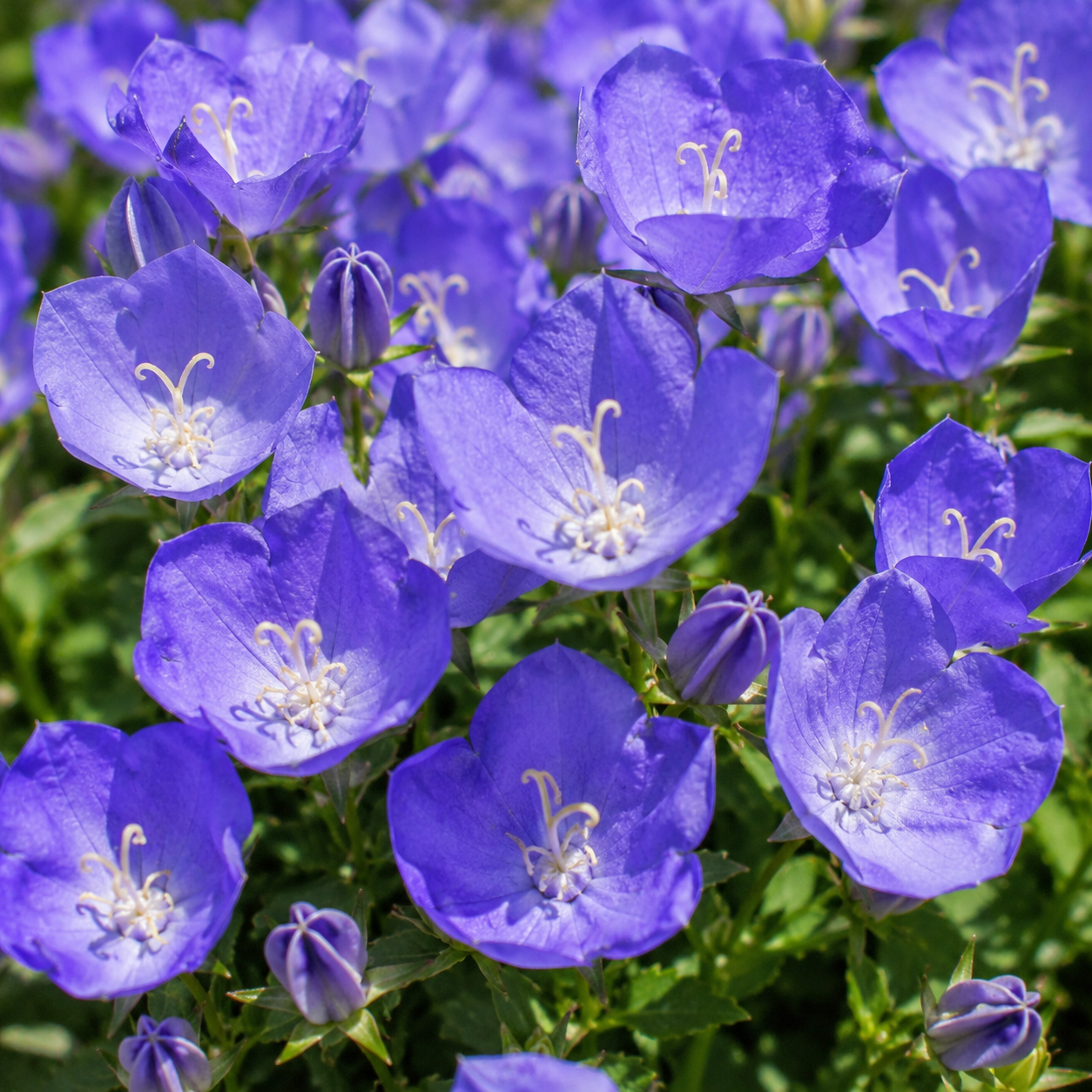 2100 Tussock Bellflower Seeds, Campanula Carpatica Perennial Flower Seeds, Fast Growing Blue Violet Upward Blooms, for Gardens & Pathways