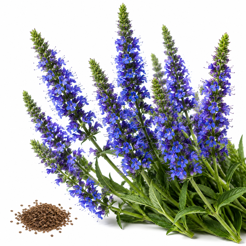 750 Blue Hyssop Seeds, Non GMO, Long Lasting Blooms, Decorative Flower Seeds for Containers & Outdoor Planting