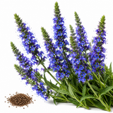 750 Blue Hyssop Seeds, Non GMO, Long Lasting Blooms, Decorative Flower Seeds for Containers & Outdoor Planting