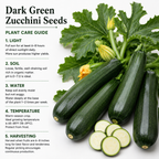 50 Dark Green Zucchini Seeds, Heirloom, Easy to Grow, Heirloom Summer Squash Vegetable Seeds, for Backyard Garden, Patios & Containers