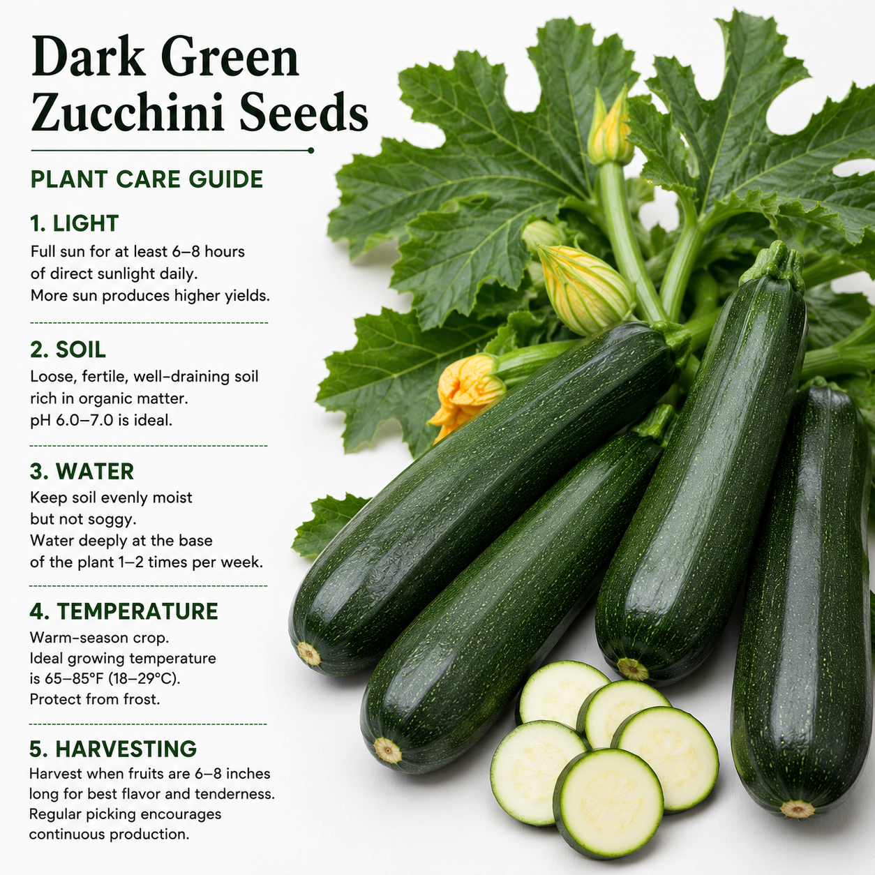 50 Dark Green Zucchini Seeds, Heirloom, Easy to Grow, Heirloom Summer Squash Vegetable Seeds, for Backyard Garden, Patios & Containers