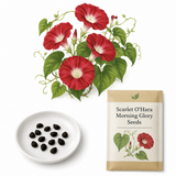 50 Scarlet O Hara Morning Glory Seeds for Planting, Non-GMO, Annual Ipomoea tricolor Seeds, Vibrant Crimson Red Climbing Vine, for Trellis & Fence