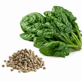 600 Pcs Noble Giant Spinach Seeds, Heirloom, High-Yield, Slow-Bolting, Easy to Grow Green Vegetables Seeds, for Backyard Garden
