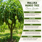 Mallika Mango Trees Live Plants |Sweet Fruit Tree 2.5–3 Ft Tall | Compact Tropical Mango Variety with Rich, Aromatic Fruit | Ideal for Yard, Patio & Warm-Climate Gardens (No Ship to CA, HI, AK)