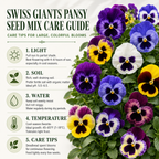 300 Swiss Giants Pansy Seed Mix for Planting, Heirloom, Non-GMO Viola Bush, Charming Cottage Garden Flower Seeds, for Pots, Borders & Gardens
