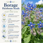 100 Borage Seeds, Non GMO, Heirloom, Annual, High-Yielding Edible Blue Starflower Culinary Herb for Gardens