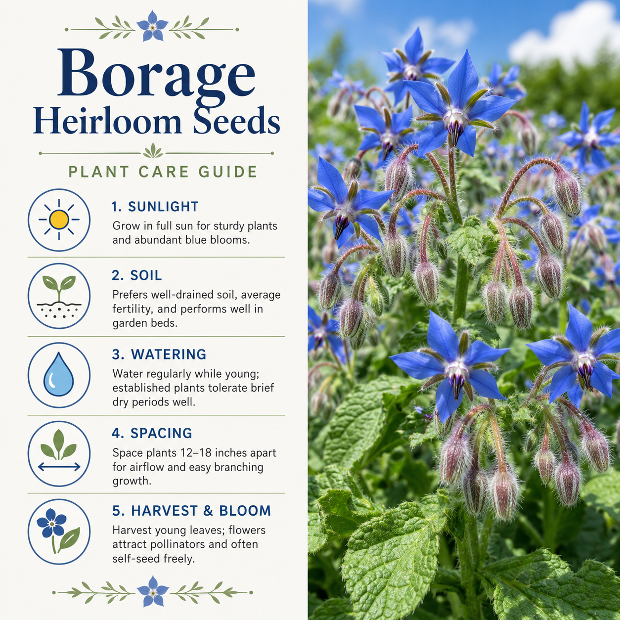 100 Borage Seeds, Non GMO, Heirloom, Annual, High-Yielding Edible Blue Starflower Culinary Herb for Gardens