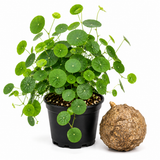Stephania Cephalantha Live Plant, 3.5 – 4" Rare Caudex Bulb, Low-Maintenance Indoor Greenery, Great Botanical Gift