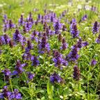 100 Pcs Self-Heal Seeds - Prunella vulgaris, Non GMO, Easy Care Heal All Seeds, Fast Growing Purple Flower Seeds, for Ground Cover & Gardens