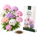 600 Pastel Shades Mix Phlox Seeds for Planting, Heirloom, Fast Growing, Sweet-Scented Annual Wildflower Seeds, Ideal for Outdoor Spaces