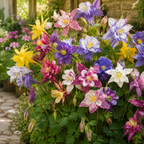 240 Pcs McKana Giant Columbine Seeds, Heirloom, Aquilegia hybrida Seeds, Fast Growing, Colorful Flower Perennial for Gardens & Landscaping