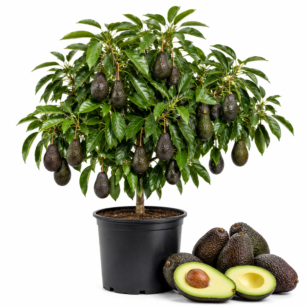 HASS Avocado Tree for Planting | 2.5–3 Ft Live Potted Tree | Fast-Growing Fruit Tree for Home Gardens, Patios & Containers (No Ship to CA,HI,AK)