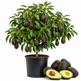 HASS Avocado Tree for Planting | 2.5–3 Ft Live Potted Tree | Fast-Growing Fruit Tree for Home Gardens, Patios & Containers (No Ship to CA,HI,AK)