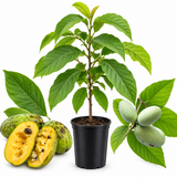 Pawpaw Tree Live Plant for Planting in Quart Pot, 12 to 18 Inch Tall, Easy Care Tropical-Style Fruit Plant for Sunny Outdoor Spots