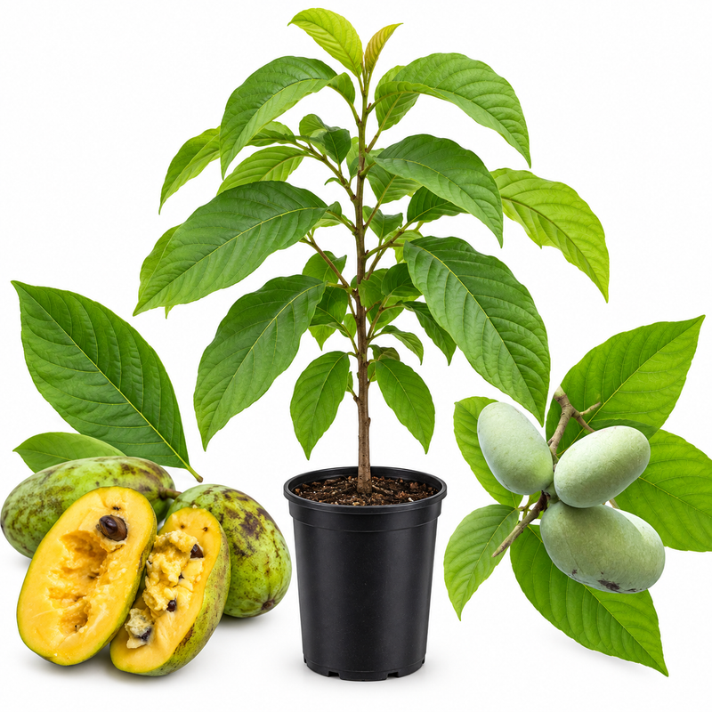 Pawpaw Tree Live Plant for Planting in Quart Pot, 12 to 18 Inch Tall, Easy Care Tropical-Style Fruit Plant for Sunny Outdoor Spots