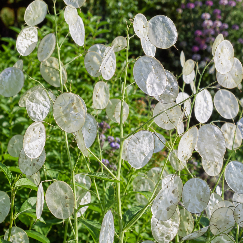 100 Money Plant Seeds, Non GMO Lunaria biennis Seeds, Fast Growing, High-Yield Honesty Plant, Silver Dollar Honesty Pods, for Borders, Patios & Gardens
