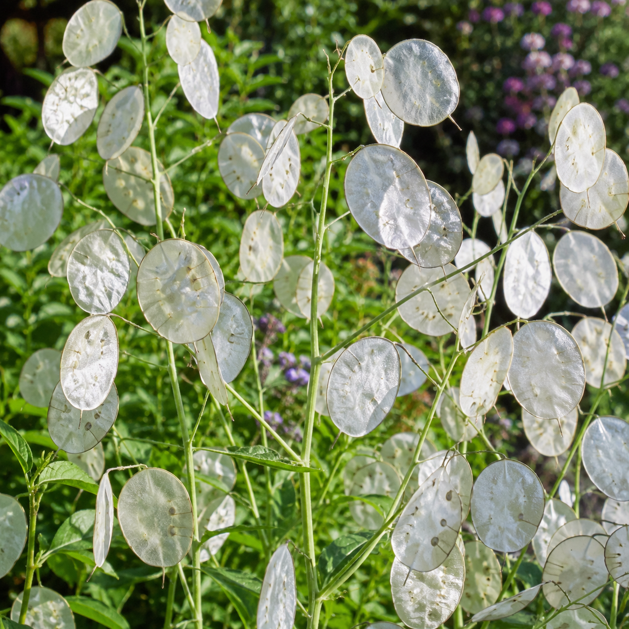 100 Money Plant Seeds, Non GMO Lunaria biennis Seeds, Fast Growing, High-Yield Honesty Plant, Silver Dollar Honesty Pods, for Borders, Patios & Gardens