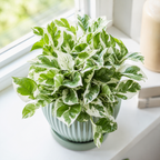 Pothos N’Joy Live Plant, Pothos Plant Live in 2 Inch Pot, Low Maintenance Vine for Indoor Home Decor, Desks, Shelves and Small Spaces